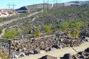 Amargosa Trail