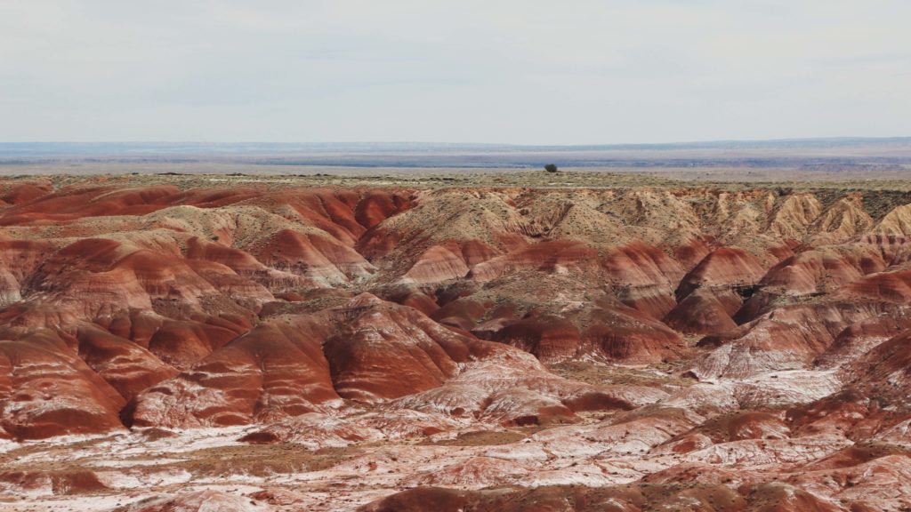 petrified forest national park